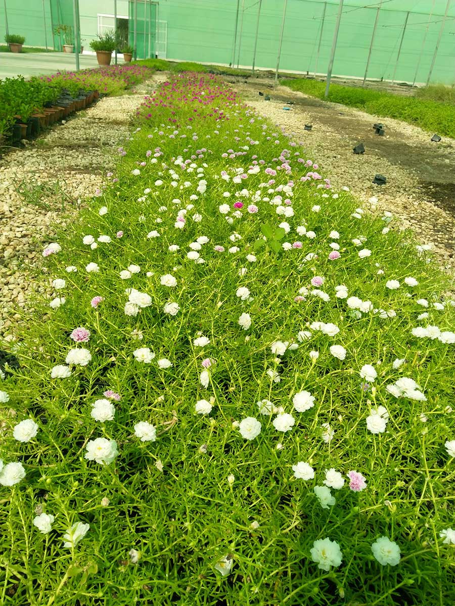 Al-Sulaiteen Agricultural and Industrial Complex